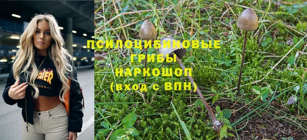 прущие грибы Гусиноозёрск